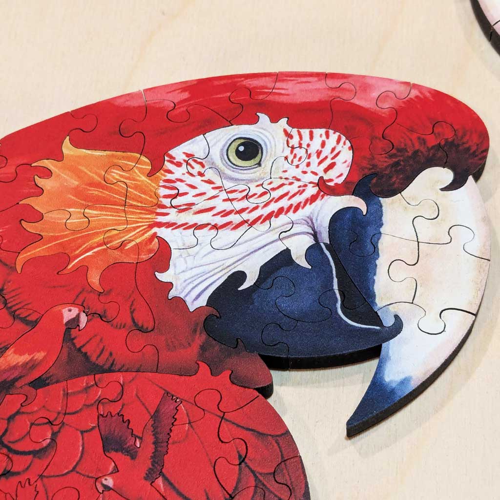 Detailed close view of macaw head with beak and feathers in puzzle
